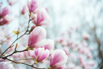 Fototapete Magnolie Blühender Baum der Magnolie auf Ast über unscharfem natürlichen Hintergrund.