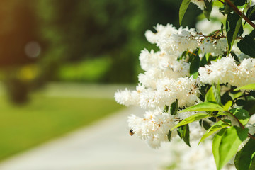 White beautiful flowers on nature background.