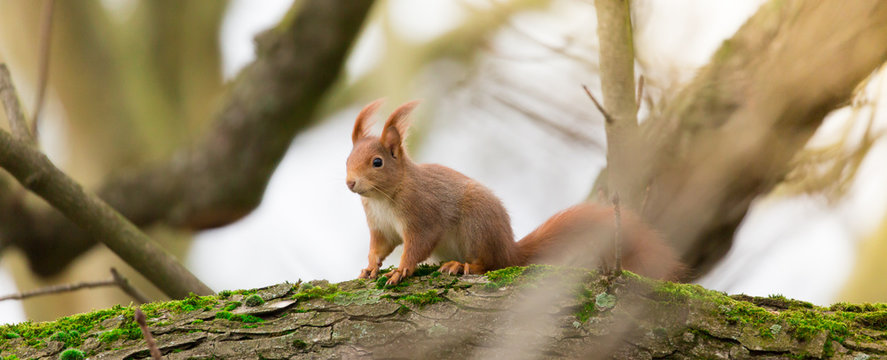 Eichh&ouml;rnchen auf moosigem Baum