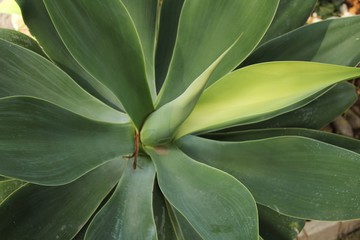 Agave attenuata plant in the garden
