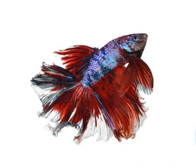 Fighting fish  on a white background.