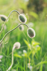 Poppy buds on nature background .