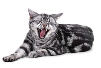 American Shorthair cat on white
