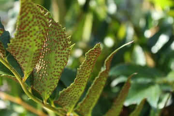 Beautiful fern leaves in the garden- Cyrtomium Falcatum