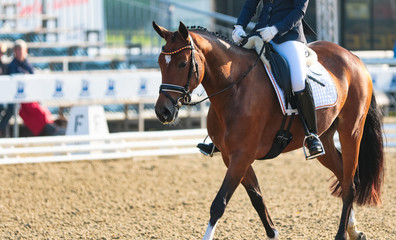 Horse chews relaxed on the reins at a tournament..
