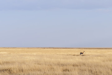 Springbok in the Etosha National Park / Springbok in the Etosha National Park, Namibia, Africa.