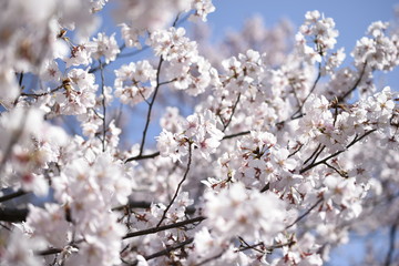 さくら・サクラ・桜
