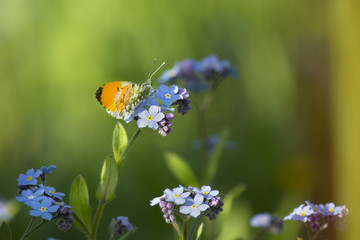 butterfly on forget-me-not