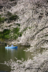 さくら・サクラ・桜