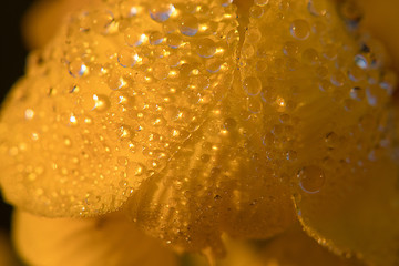 Ringworm Bush, Golden Bush