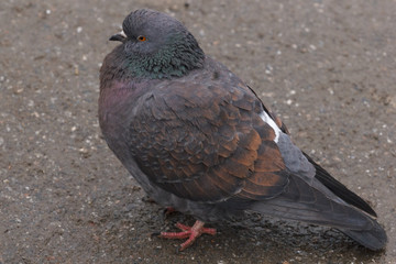 A beautiful wild pigeon with an unusual bright color, shot close-up in the city in winter.	