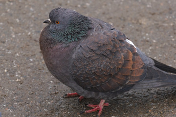 A beautiful wild pigeon with an unusual bright color, shot close-up in the city in winter.	