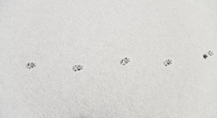 Fresh fox footprints in snow