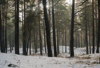 Pine forest in winter, some fog