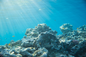 Sea, coral and fish. coral under water