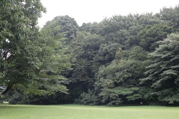 緑・グリーン・花