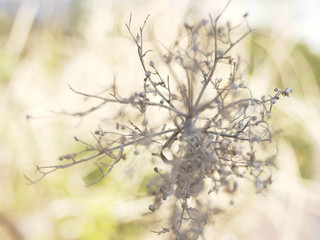 緑・グリーン・花