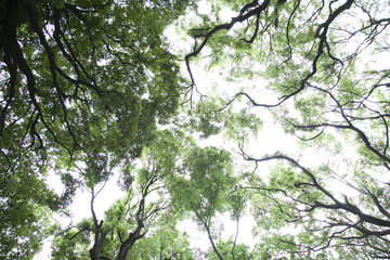 緑・グリーン・花