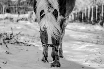 Horse in the winter time