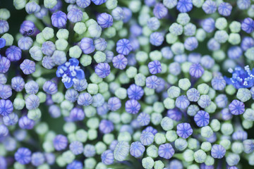 緑・グリーン・花