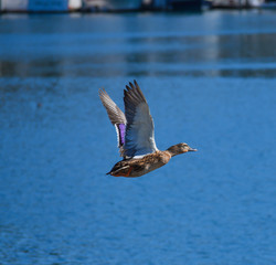 Duck on Shelter Island