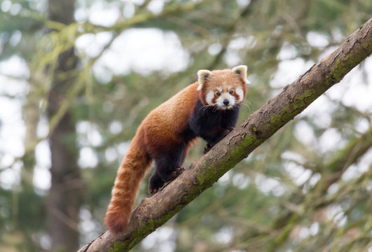 Kleine Panda / Roter Panda B&auml;r