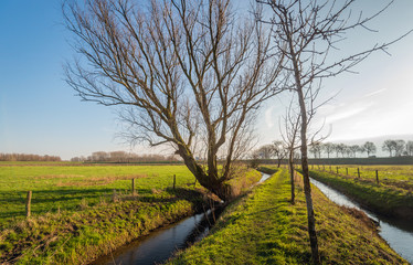Backlit image of Dutch polder landscape