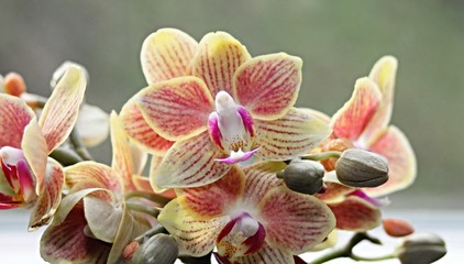 Orchidee in gelb und rot mit Knospen