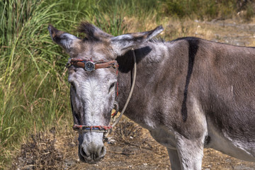 Funny donkey with watch on the head, Albania, Balkan, Europe
