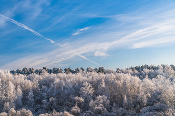 Frosty Trees in the Forest under Blue Sky with Clouds