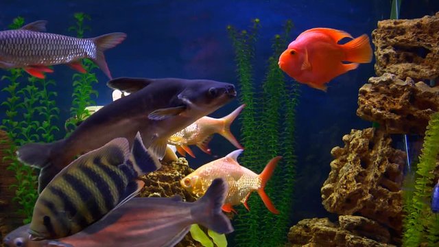 Exotic fishes in aquarium 
