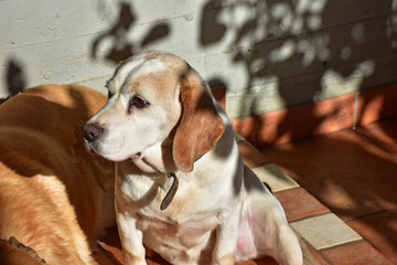 Female beagle dog sitting in the sun. 