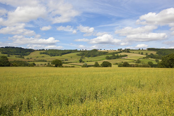oat field and hills