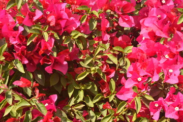 Bonitas y coloridas buganvilias para fondos