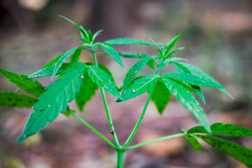 Cannabis indica texture on background..