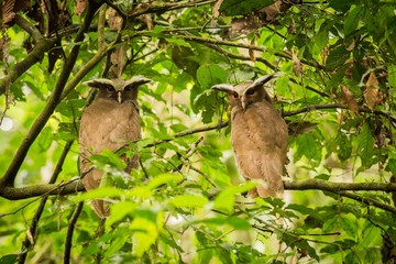 Perched two Band-bellied Owl