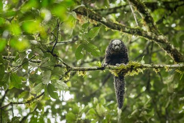 Equatorial Saki Monkey (Pithecia aequatorialis)