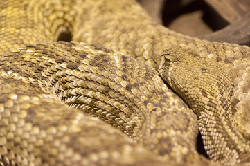 A closeup of a rattlesnake showing all of the texture of its skin