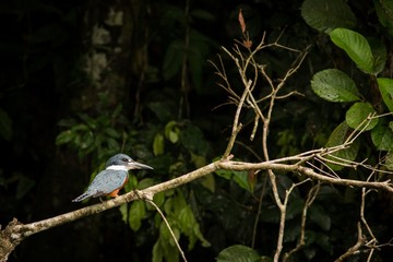 Ringed Kingfisher (Megaceryle torquata)