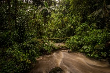 Rain forest, trees and plants, river
