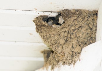 Mehlschwalbenküken (Delichon urbicum) hocken im Nest, Mecklenburg-Vorpommern, Deutschland, Europa