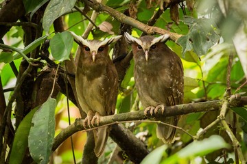 Perched two Band-bellied Owl
