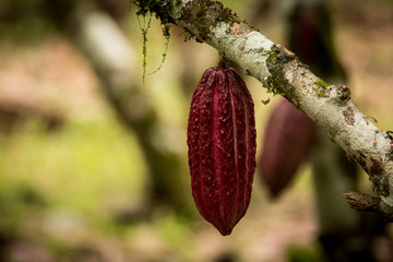 Cacao Tree (Theobroma cacao)