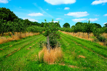 Fototapeta na wymiar apple orchard, three lines of young apple trees with with small apples on trees, green grass in the middle of the lines of trees