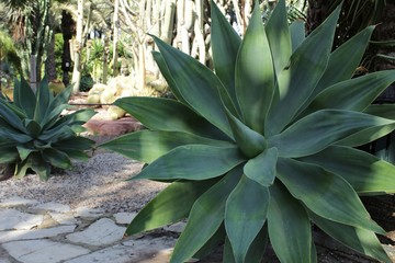 Agave attenuata plant in the garden