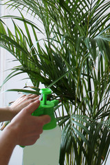  Spraying the plant with a spray gun