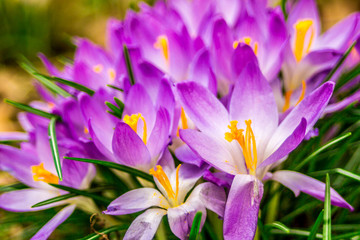 Naklejka premium Crocus, plural crocuses or croci is a genus of flowering plants in the iris family. A single crocus, a bunch of crocuses, a meadow full of crocuses, close-up crocus,