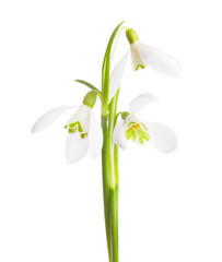 Three snowdrop flowers isolated on white background..