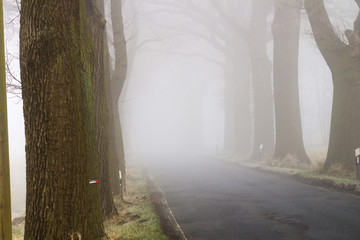 Baumallee mit Landstrasse im Nebel
