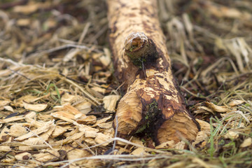 Bibers Nagespur an der Elbe